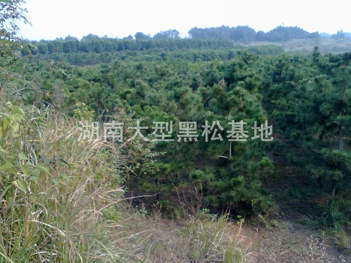 毛坯黑(hēi)松 黑(hēi)松 日(rì)本黑(hēi)松 黑(hēi)松基地(dì) 湖(hú)南(nán)黑(hēi)松 長(cháng)沙黑(hēi)松 毛坯黑(hēi)松 黑(hēi)松 日(rì)本黑(hēi)松 黑(hēi)松基地(dì) 湖(hú)南(nán)黑(hēi)松 長(cháng)沙黑(hēi)松