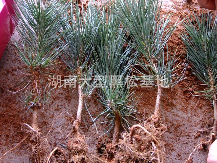 黑(hēi)松小(xiǎo)苗/黑(hēi)松苗