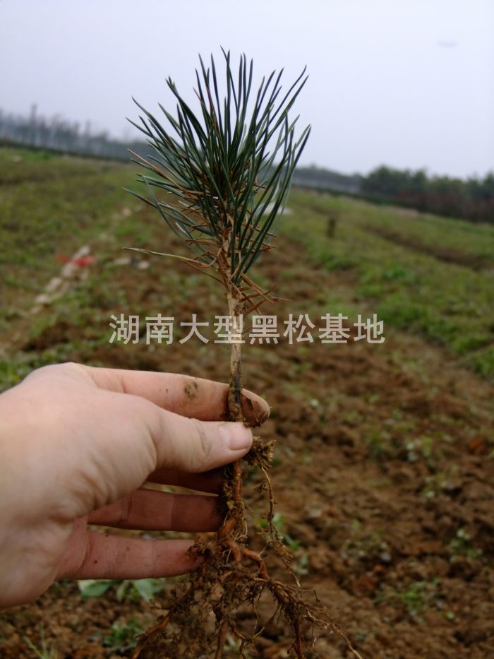 黑(hēi)松小(xiǎo)苗 黑(hēi)松苗 湖(hú)南(nán)黑(hēi)松 黑(hēi)松基地(dì) 長(cháng)沙黑(hēi)松 黑(hēi)松苗圃 黑(hēi)松小(xiǎo)苗 黑(hēi)松苗 湖(hú)南(nán)黑(hēi)松 黑(hēi)松基地(dì) 長(cháng)沙黑(hēi)松 黑(hēi)松苗圃