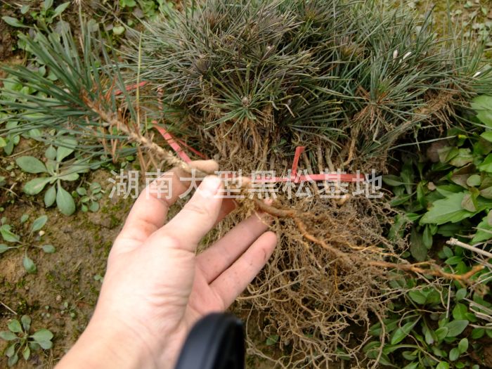 黑(hēi)松小(xiǎo)苗 黑(hēi)松基地(dì) 黑(hēi)松照(zhào)片 湖(hú)南(nán)黑(hēi)松 長(cháng)沙黑(hēi)松 黑(hēi)松苗圃 黑(hēi)松小(xiǎo)苗 黑(hēi)松基地(dì) 黑(hēi)松照(zhào)片 湖(hú)南(nán)黑(hēi)松 長(cháng)沙黑(hēi)松 黑(hēi)松苗圃