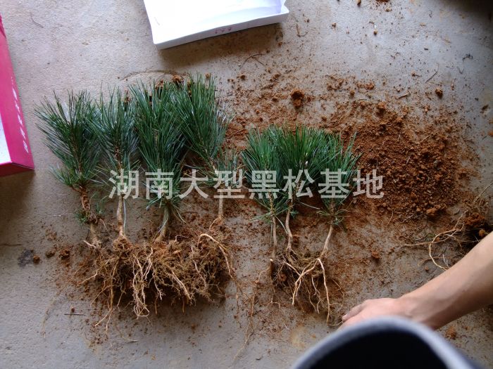 黑(hēi)松基地(dì) 黑(hēi)松小(xiǎo)苗 黑(hēi)松照(zhào)片 湖(hú)南(nán)黑(hēi)松 長(cháng)沙黑(hēi)松 黑(hēi)松價格 黑(hēi)松基地(dì) 黑(hēi)松小(xiǎo)苗 黑(hēi)松照(zhào)片 湖(hú)南(nán)黑(hēi)松 長(cháng)沙黑(hēi)松 黑(hēi)松價格