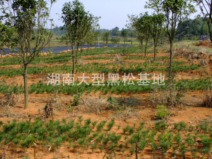 黑(hēi)松價格 湖(hú)南(nán)哪裡(lǐ)有(yǒu)黑(hēi)松 黑(hēi)松小(xiǎo)苗價格 長(cháng)沙哪裡(lǐ)有(yǒu)黑(hēi)松 黑(hēi)松 黑(hēi)松價格 湖(hú)南(nán)哪裡(lǐ)有(yǒu)黑(hēi)松 黑(hēi)松小(xiǎo)苗價格 長(cháng)沙哪裡(lǐ)有(yǒu)黑(hēi)松 黑(hēi)松