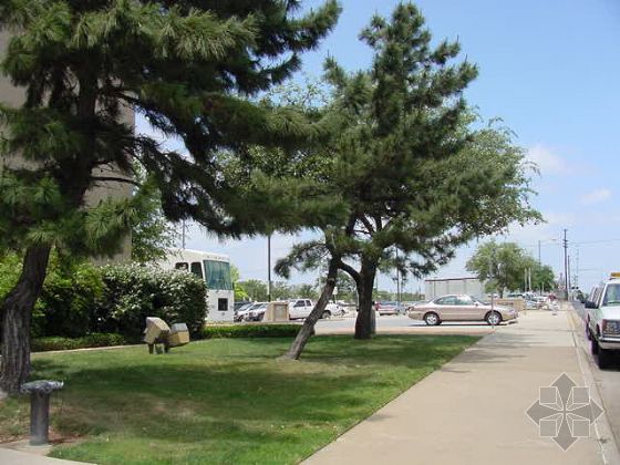 黑(hēi)松 日(rì)本黑(hēi)松 黑(hēi)松基地(dì) 湖(hú)南(nán)黑(hēi)松 黑(hēi)松苗圃 長(cháng)沙黑(hēi)松 黑(hēi)松 日(rì)本黑(hēi)松 黑(hēi)松基地(dì) 湖(hú)南(nán)黑(hēi)松 黑(hēi)松苗圃 長(cháng)沙黑(hēi)松