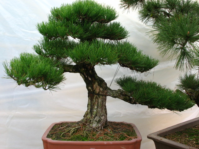 黑(hēi)松盆景 造型黑(hēi)松盆景 黑(hēi)松盆景圖片 黑(hēi)松盆景 造型黑(hēi)松盆景 黑(hēi)松盆景圖片