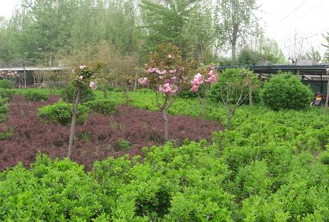 校(xiào)園綠(lǜ)化(huà)方案樣式