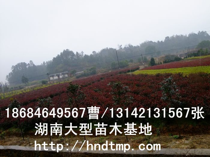 紅(hóng)葉石楠精球