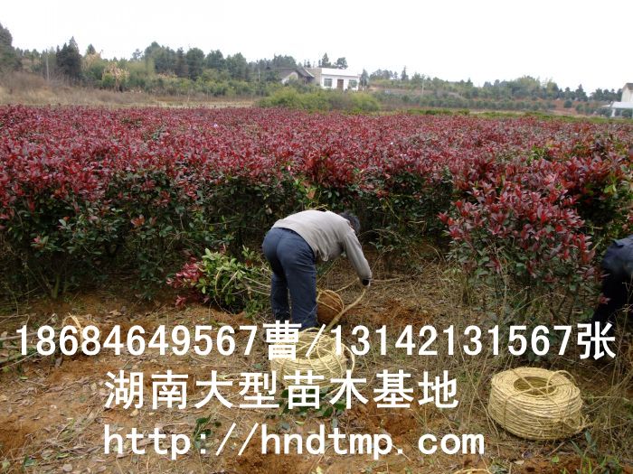 紅(hóng)葉石楠毛球