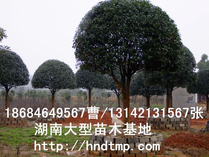 長(cháng)沙苗圃供應精品八月(yuè)桂