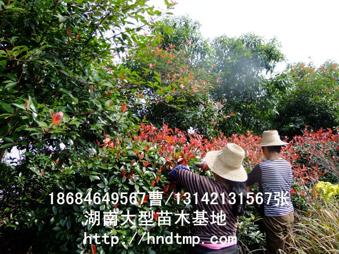 供應紅(hóng)葉石楠枝條 求購(gòu)紅(hóng)葉石楠枝條 紅(hóng)葉石楠枝條價格 湖(hú)南(nán)苗木(mù) 長(cháng)沙苗木(mù) 長(cháng)沙苗圃 供應紅(hóng)葉石楠枝條 求購(gòu)紅(hóng)葉石楠枝條 紅(hóng)葉石楠枝條價格 湖(hú)南(nán)苗木(mù) 長(cháng)沙苗木(mù) 長(cháng)沙苗圃