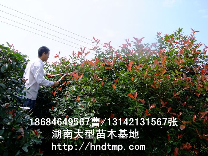 紅(hóng)葉石楠價格 紅(hóng)葉石楠枝條價格 求購(gòu)紅(hóng)葉石楠枝條 供應紅(hóng)葉石楠枝條 長(cháng)沙苗木(mù) 紅(hóng)葉石楠價格 紅(hóng)葉石楠枝條價格 求購(gòu)紅(hóng)葉石楠枝條 供應紅(hóng)葉石楠枝條 長(cháng)沙苗木(mù)