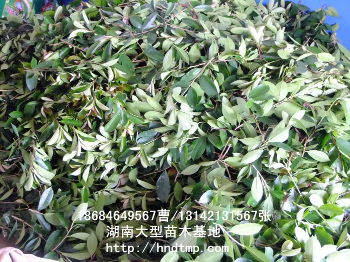 紅(hóng)葉石楠枝條