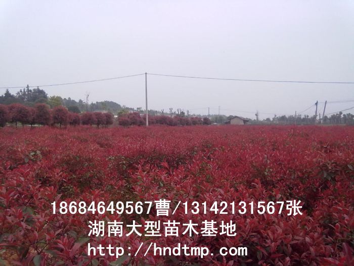 長(cháng)沙苗圃批發紅(hóng)葉石楠綠(lǜ)籬