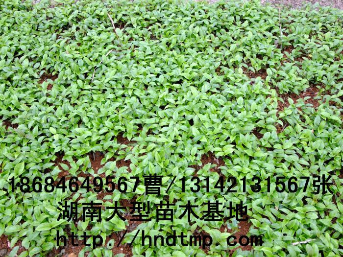 八月(yuè)桂芽苗/奶苗/秧苗