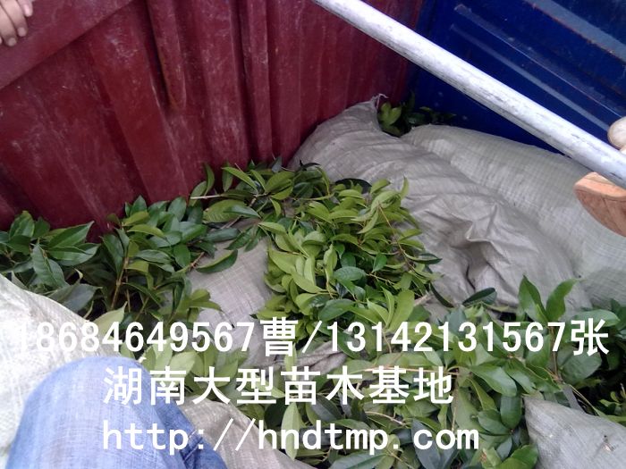 八月(yuè)桂枝條