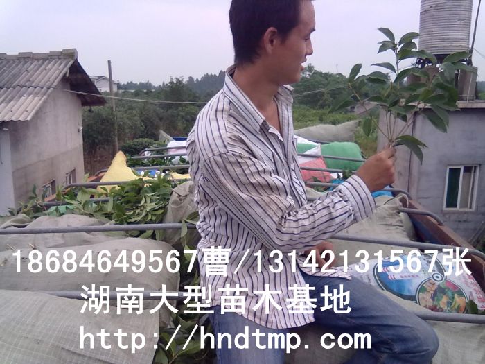 長(cháng)沙苗木(mù) 長(cháng)沙桂花(huā)基地(dì) 長(cháng)沙八月(yuè)桂基地(dì) 湖(hú)南(nán)桂花(huā)基地(dì) 長(cháng)沙哪裡(lǐ)桂花(huā)多(duō) 長(cháng)沙桂花(huā)價格 長(cháng)沙苗木(mù) 長(cháng)沙桂花(huā)基地(dì) 長(cháng)沙八月(yuè)桂基地(dì) 湖(hú)南(nán)桂花(huā)基地(dì) 長(cháng)沙哪裡(lǐ)桂花(huā)多(duō) 長(cháng)沙桂花(huā)價格