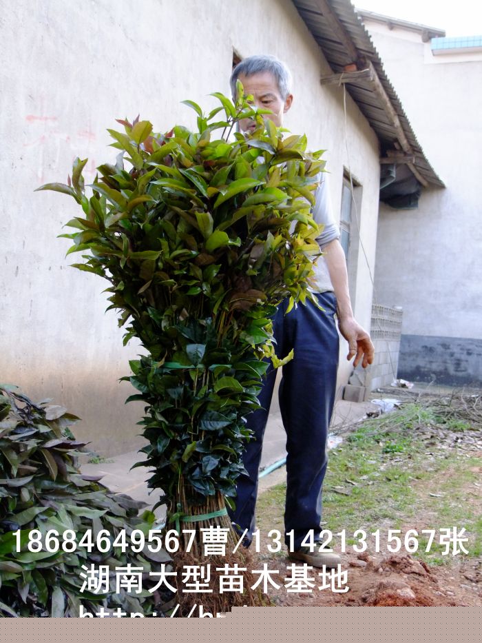 八月(yuè)桂小(xiǎo)苗