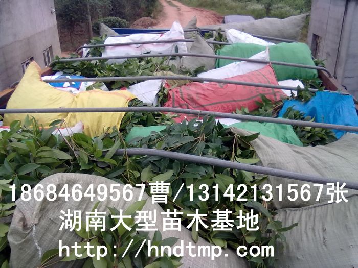 長(cháng)沙八月(yuè)桂基地(dì) 湖(hú)南(nán)八月(yuè)桂基地(dì) 八月(yuè)桂工(gōng)程苗 求購(gòu)5公分(fēn)八月(yuè)桂 求購(gòu)八月(yuè)桂工(gōng)程苗 長(cháng)沙八月(yuè)桂基地(dì) 湖(hú)南(nán)八月(yuè)桂基地(dì) 八月(yuè)桂工(gōng)程苗 求購(gòu)5公分(fēn)八月(yuè)桂 求購(gòu)八月(yuè)桂工(gōng)程苗