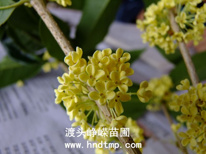 八月(yuè)桂鮮花(huā)