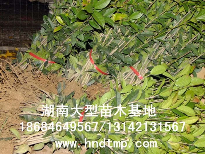 [湖(hú)南(nán)苗圃]大(dà)量出售本地(dì)狀元紅(hóng)丹桂小(xiǎo)苗