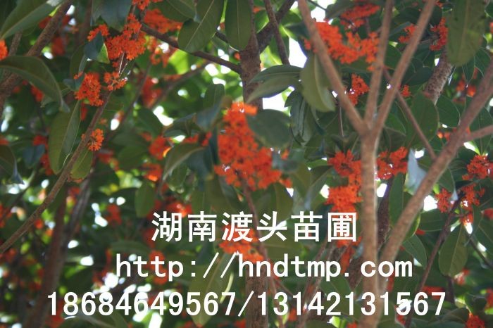 丹桂小(xiǎo)苗 丹桂價格 丹桂照(zhào)片 丹桂批發 丹桂品種 湖(hú)南(nán)丹桂基地(dì) 長(cháng)沙丹桂基地(dì) 長(cháng)沙苗木(mù) 長(cháng)沙苗圃 丹桂小(xiǎo)苗 丹桂價格 丹桂照(zhào)片 丹桂批發 丹桂品種 湖(hú)南(nán)丹桂基地(dì) 長(cháng)沙丹桂基地(dì) 長(cháng)沙苗木(mù) 長(cháng)沙苗圃