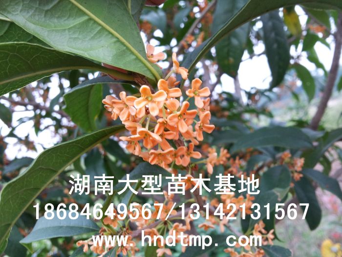 丹桂小(xiǎo)苗 丹桂價格 丹桂照(zhào)片 丹桂批發 丹桂品種 湖(hú)南(nán)丹桂基地(dì) 長(cháng)沙丹桂基地(dì) 長(cháng)沙苗木(mù) 長(cháng)沙苗圃 丹桂小(xiǎo)苗 丹桂價格 丹桂照(zhào)片 丹桂批發 丹桂品種 湖(hú)南(nán)丹桂基地(dì) 長(cháng)沙丹桂基地(dì) 長(cháng)沙苗木(mù) 長(cháng)沙苗圃