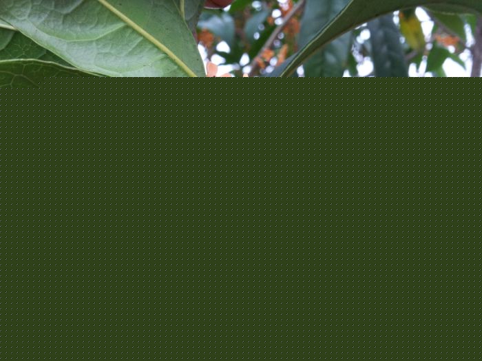 丹桂小(xiǎo)苗 丹桂價格 丹桂照(zhào)片 丹桂批發 丹桂品種 湖(hú)南(nán)丹桂基地(dì) 長(cháng)沙丹桂基地(dì) 長(cháng)沙苗木(mù) 長(cháng)沙苗圃 丹桂小(xiǎo)苗 丹桂價格 丹桂照(zhào)片 丹桂批發 丹桂品種 湖(hú)南(nán)丹桂基地(dì) 長(cháng)沙丹桂基地(dì) 長(cháng)沙苗木(mù) 長(cháng)沙苗圃