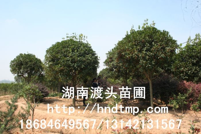 湖(hú)南(nán)渡頭苗圃批發出售紅(hóng)花(huā)丹桂樹(shù)