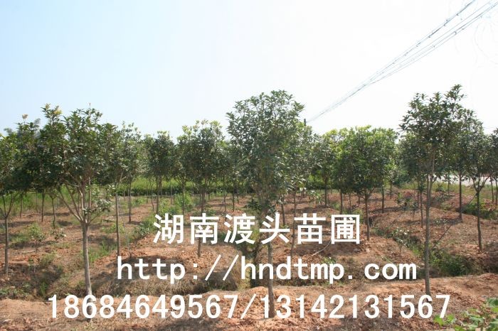 丹桂小(xiǎo)苗 丹桂價格 丹桂照(zhào)片 丹桂批發 丹桂品種 湖(hú)南(nán)丹桂基地(dì) 長(cháng)沙丹桂基地(dì) 長(cháng)沙苗木(mù) 長(cháng)沙苗圃