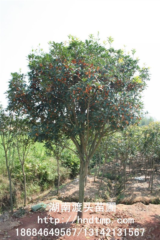 丹桂小(xiǎo)苗 丹桂價格 丹桂照(zhào)片 丹桂批發 丹桂品種 湖(hú)南(nán)丹桂基地(dì) 長(cháng)沙丹桂基地(dì) 長(cháng)沙苗木(mù) 長(cháng)沙苗圃