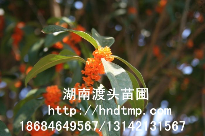 丹桂小(xiǎo)苗 丹桂價格 丹桂照(zhào)片 丹桂批發 丹桂品種 湖(hú)南(nán)丹桂基地(dì) 長(cháng)沙丹桂基地(dì) 長(cháng)沙苗木(mù) 長(cháng)沙苗圃