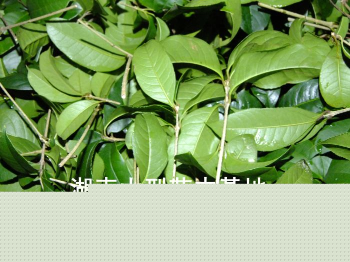 丹桂小(xiǎo)苗 丹桂價格 丹桂照(zhào)片 丹桂批發 丹桂品種 湖(hú)南(nán)丹桂基地(dì) 長(cháng)沙丹桂基地(dì) 長(cháng)沙苗木(mù) 長(cháng)沙苗圃 丹桂小(xiǎo)苗 丹桂價格 丹桂照(zhào)片 丹桂批發 丹桂品種 湖(hú)南(nán)丹桂基地(dì) 長(cháng)沙丹桂基地(dì) 長(cháng)沙苗木(mù) 長(cháng)沙苗圃