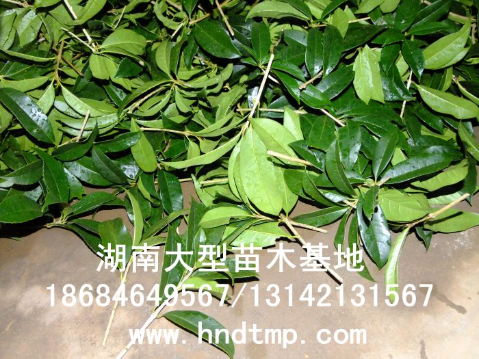 丹桂小(xiǎo)苗 丹桂價格 丹桂照(zhào)片 丹桂批發 丹桂品種 湖(hú)南(nán)丹桂基地(dì) 長(cháng)沙丹桂基地(dì) 長(cháng)沙苗木(mù) 長(cháng)沙苗圃 丹桂小(xiǎo)苗 丹桂價格 丹桂照(zhào)片 丹桂批發 丹桂品種 湖(hú)南(nán)丹桂基地(dì) 長(cháng)沙丹桂基地(dì) 長(cháng)沙苗木(mù) 長(cháng)沙苗圃