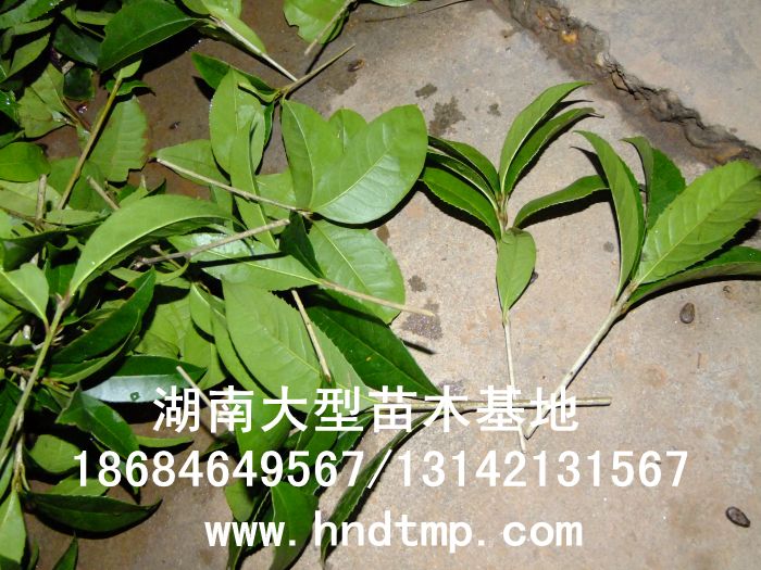 丹桂小(xiǎo)苗 丹桂價格 丹桂照(zhào)片 丹桂批發 丹桂品種 湖(hú)南(nán)丹桂基地(dì) 長(cháng)沙丹桂基地(dì) 長(cháng)沙苗木(mù) 長(cháng)沙苗圃 丹桂小(xiǎo)苗 丹桂價格 丹桂照(zhào)片 丹桂批發 丹桂品種 湖(hú)南(nán)丹桂基地(dì) 長(cháng)沙丹桂基地(dì) 長(cháng)沙苗木(mù) 長(cháng)沙苗圃