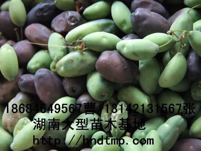 八月(yuè)桂種子(zǐ)