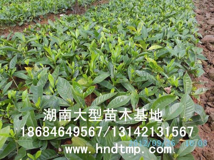 栀子(zǐ)花(huā)/大(dà)葉栀子(zǐ)花(huā)小(xiǎo)苗