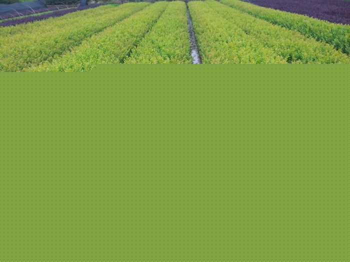 批發出售長(cháng)沙金(jīn)葉女(nǚ)貞