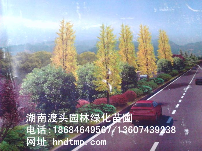 經濟開(kāi)發區(qū)道(dào)路(lù)綠(lǜ)化(huà)方案及施工(gōng)