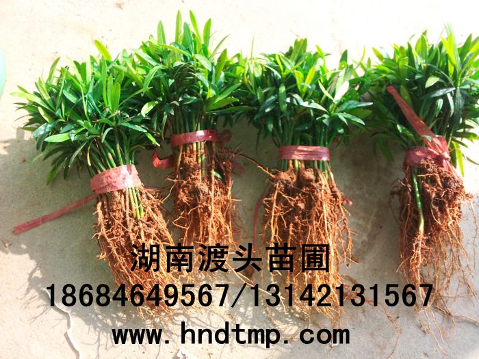 羅漢松奶苗/秧苗/芽苗