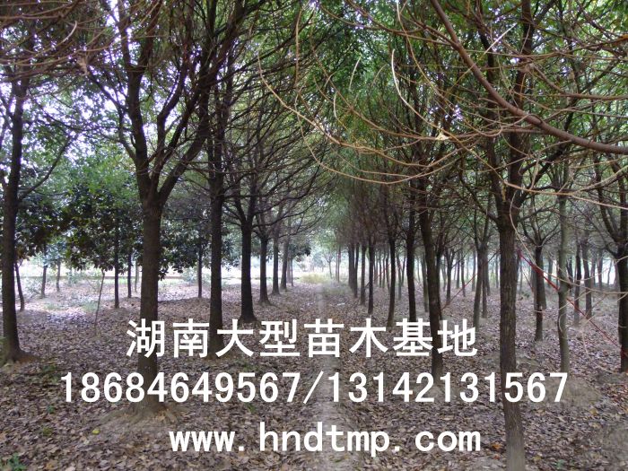 移栽全冠香樟/熟貨香樟/精品移栽香樟