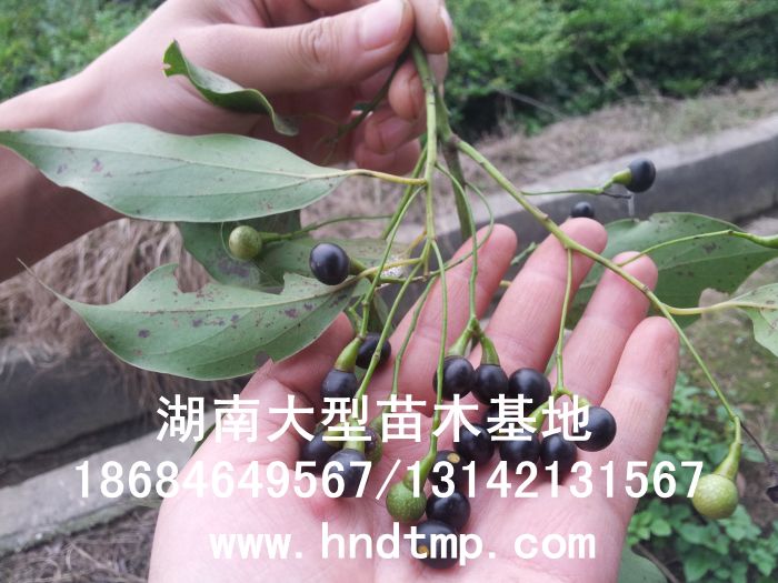 香樟種子(zǐ)/大(dà)葉樟種子(zǐ)