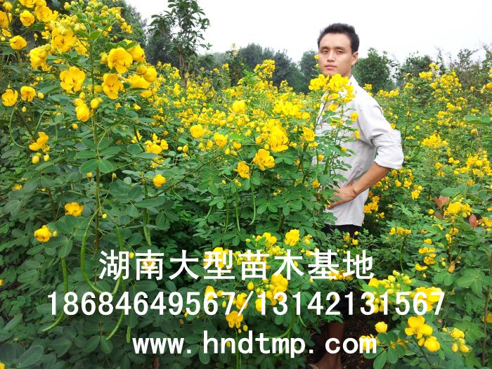 黃(huáng)花(huā)槐/黃(huáng)槐