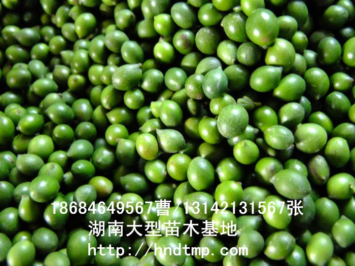 羅漢松種子(zǐ)