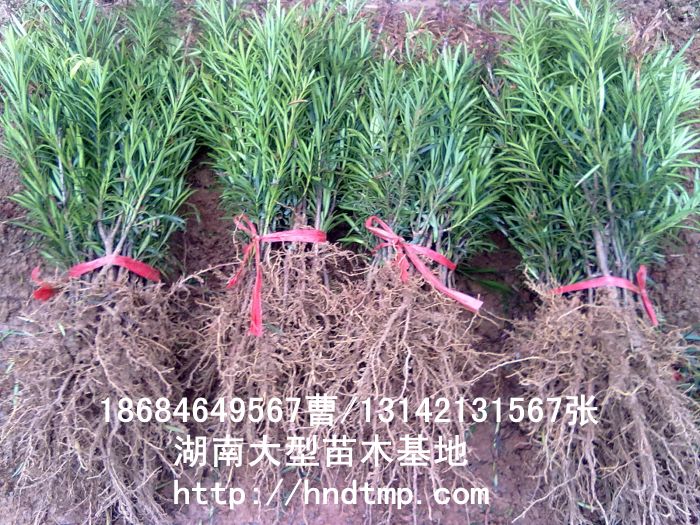 羅漢松小(xiǎo)苗