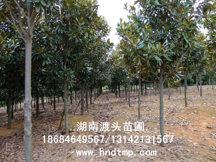 長(cháng)沙廣玉蘭批發出售