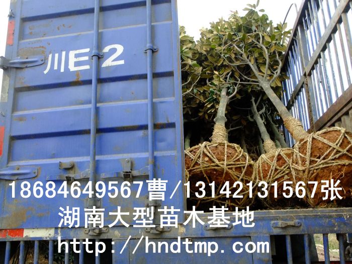 廣玉蘭/廣玉蘭價格/廣玉蘭最新價格/廣玉蘭最新價格行(xíng)情/廣玉蘭2012年(nián)最新價格/廣玉蘭2013年(nián)價格/ 廣玉蘭/廣玉蘭價格/廣玉蘭最新價格/廣玉蘭最新價格行(xíng)情/廣玉蘭2012年(nián)最新價格/廣玉蘭2013年(nián)價格/