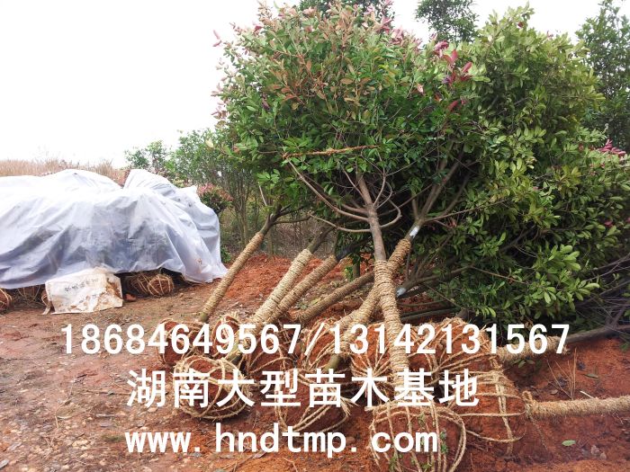 紅(hóng)葉石楠/紅(hóng)葉石楠價格/紅(hóng)葉石楠高(gāo)杆樹(shù)/紅(hóng)葉石楠最新價格/紅(hóng)葉石楠基地(dì)/湖(hú)南(nán)紅(hóng)葉石楠/紅(hóng)葉石楠價格/紅(hóng)葉石楠高(gāo)杆樹(shù)價格/湖(hú)南(nán)紅(hóng)葉石楠價格/長(cháng)沙紅(hóng)葉石楠價格/浏陽紅(hóng)葉石楠價格/紅(hóng)葉石楠照(zhào)片/紅(hóng)葉石楠4-10公分(fēn)/紅(hóng)葉石楠的(de)培植/紅(hóng)葉石楠養護/紅(hóng)葉石楠獨杆樹(shù)/紅(hóng)葉石楠獨杆樹(shù)價格/湖(hú)南(nán)哪裡(lǐ)有(yǒu)紅(hóng)葉石楠購(gòu)買/湖(hú)南(nán)哪裡(lǐ)有(yǒu)紅(hóng)葉石楠基地(dì)/紅(hóng)葉石楠特性/紅(hóng)葉石楠優勢/紅(hóng)葉石楠最新品種/紅(hóng)葉石楠價值/紅(hóng)葉石楠的(de)選購(gòu)/紅(hóng)葉石楠扡插/紅(hóng)葉石楠樹(shù)//紅(hóng)葉石楠/紅(hóng)葉石楠高(gāo)杆樹(shù)8公分(fēn)/紅(hóng)葉石楠高(gāo)杆樹(shù)9公分(fēn)/紅(hóng)葉石楠高(gāo)杆樹(shù)10公分(fēn)/紅(hóng)葉 紅(hóng)葉石楠/紅(hóng)葉石楠價格/紅(hóng)葉石楠高(gāo)杆樹(shù)/紅(hóng)葉石楠最新價格/紅(hóng)葉石楠基地(dì)/湖(hú)南(nán)紅(hóng)葉石楠/紅(hóng)葉石楠價格/紅(hóng)葉石楠高(gāo)杆樹(shù)價格/湖(hú)南(nán)紅(hóng)葉石楠價格/長(cháng)沙紅(hóng)葉石楠價格/浏陽紅(hóng)葉石楠價格/紅(hóng)葉石楠照(zhào)片/紅(hóng)葉石楠4-10公分(fēn)/紅(hóng)葉石楠的(de)培植/紅(hóng)葉石楠養護/紅(hóng)葉石楠獨杆樹(shù)/紅(hóng)葉石楠獨杆樹(shù)價格/湖(hú)南(nán)哪裡(lǐ)有(yǒu)紅(hóng)葉石楠購(gòu)買/湖(hú)南(nán)哪裡(lǐ)有(yǒu)紅(hóng)葉石楠基地(dì)/紅(hóng)葉石楠特性/紅(hóng)葉石楠優勢/紅(hóng)葉石楠最新品種/紅(hóng)葉石楠價值/紅(hóng)葉石楠的(de)選購(gòu)/紅(hóng)葉石楠扡插/紅(hóng)葉石楠樹(shù)//紅(hóng)葉石楠/紅(hóng)葉石楠高(gāo)杆樹(shù)8公分(fēn)/紅(hóng)葉石楠高(gāo)杆樹(shù)9公分(fēn)/紅(hóng)葉石楠高(gāo)杆樹(shù)10公分(fēn)/紅(hóng)葉