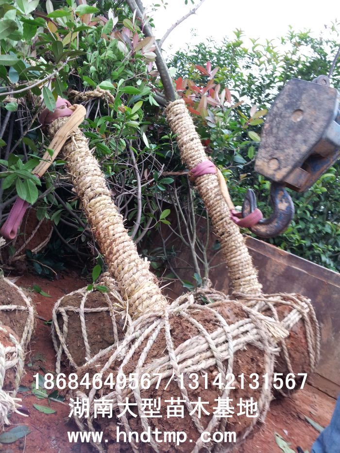 紅(hóng)葉石楠/紅(hóng)葉石楠基地(dì)/紅(hóng)葉石楠直銷/紅(hóng)葉石楠價格/紅(hóng)葉石楠大(dà)型基地(dì)/專供紅(hóng)葉石楠/湖(hú)南(nán)大(dà)型紅(hóng)葉石楠基地(dì) 紅(hóng)葉石楠/紅(hóng)葉石楠基地(dì)/紅(hóng)葉石楠直銷/紅(hóng)葉石楠價格/紅(hóng)葉石楠大(dà)型基地(dì)/專供紅(hóng)葉石楠/湖(hú)南(nán)大(dà)型紅(hóng)葉石楠基地(dì)