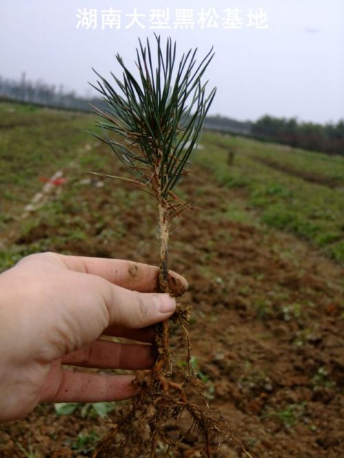 湖(hú)南(nán)黑(hēi)松小(xiǎo)苗 浏陽黑(hēi)松小(xiǎo)苗  黑(hēi)松小(xiǎo)苗  黑(hēi)松小(xiǎo)苗價格 長(cháng)沙黑(hēi)松小(xiǎo)苗