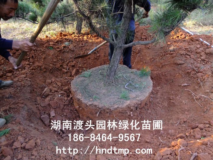 湖(hú)南(nán)黑(hēi)松