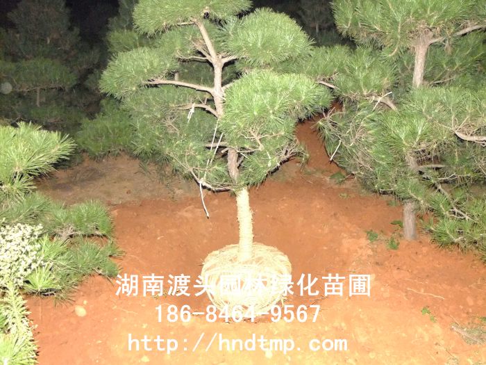 湖(hú)南(nán)景觀黑(hēi)松